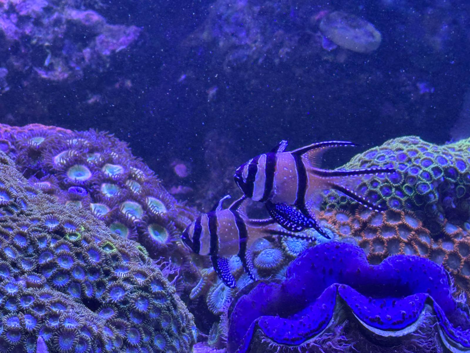 Banggai