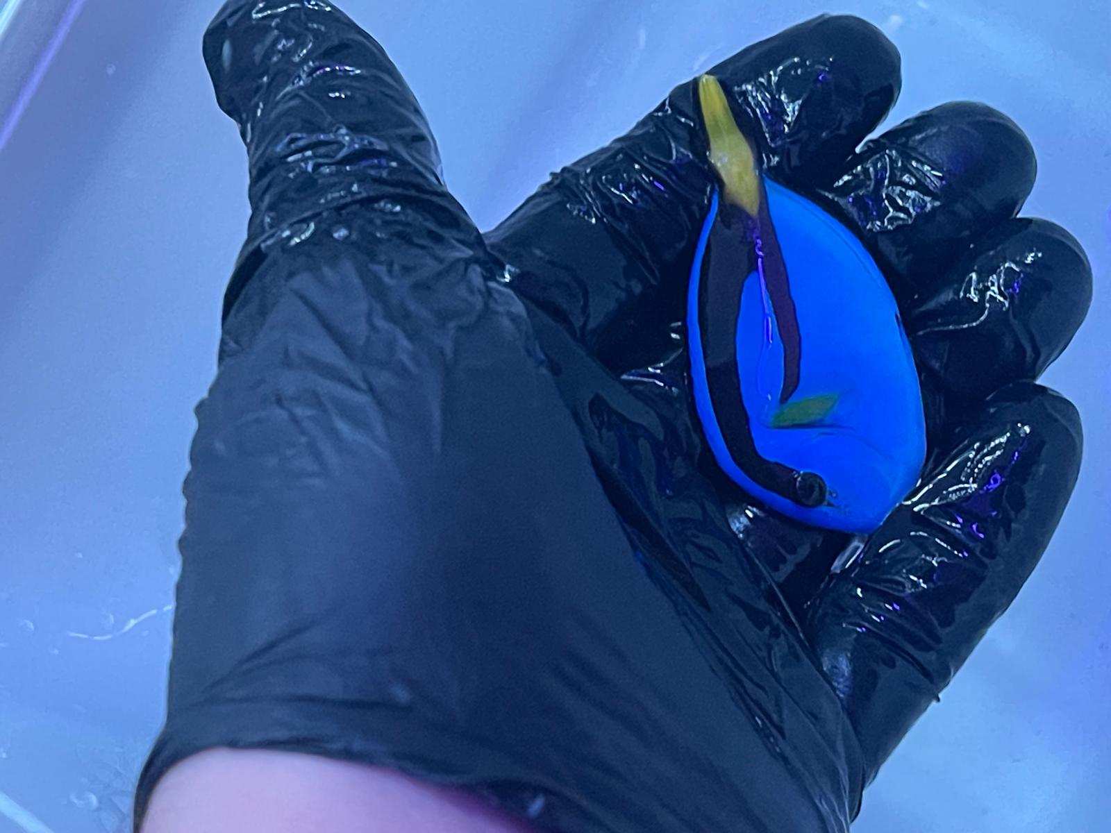 Blue Tang