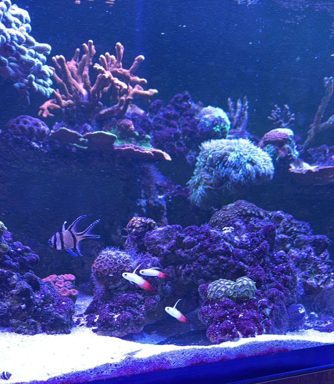 Firefish