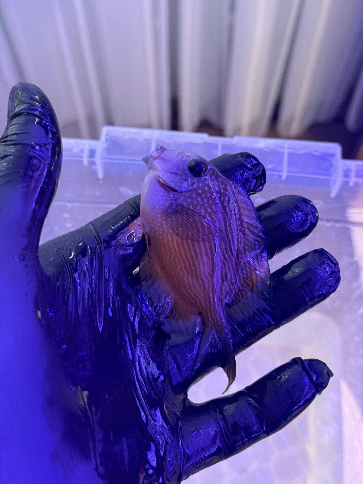 Lavender Tang