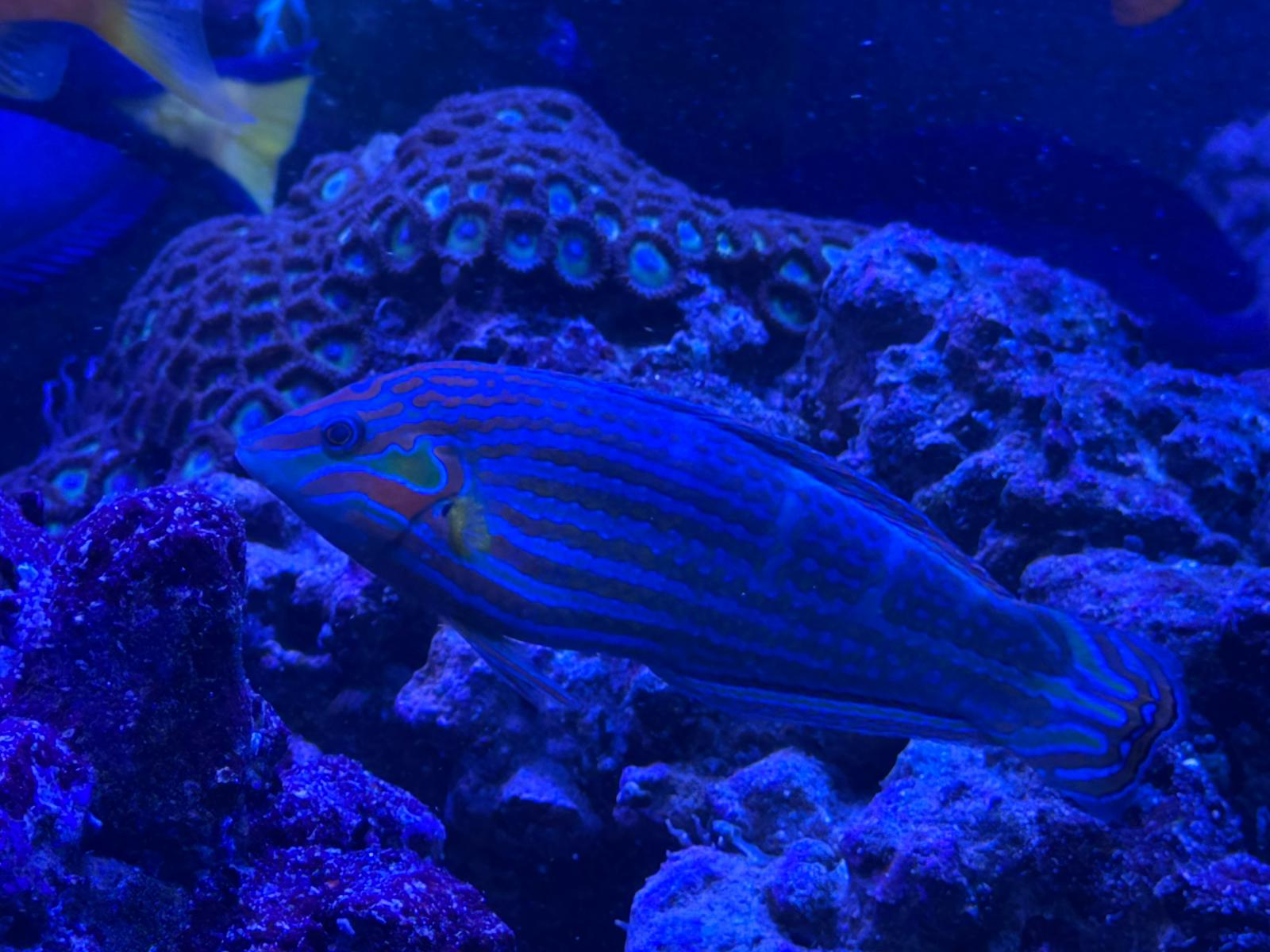Melanurus Wrasse