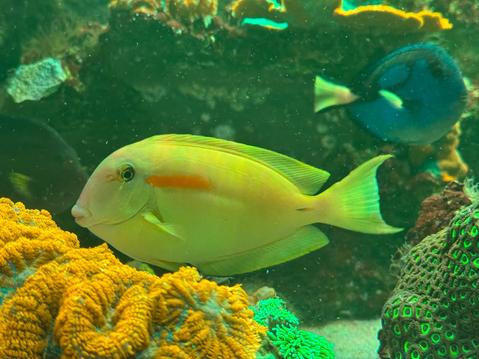Orange Shoulder
