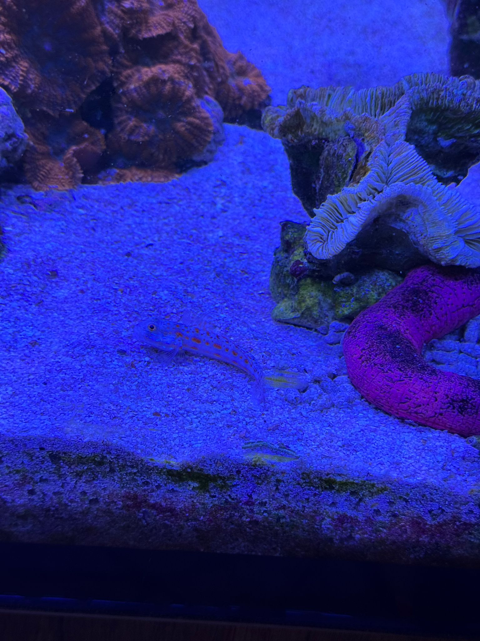 Pink Spotted Watchman Goby