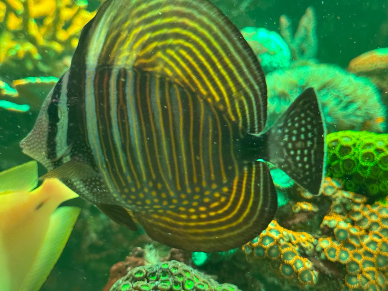 SailFin Tang