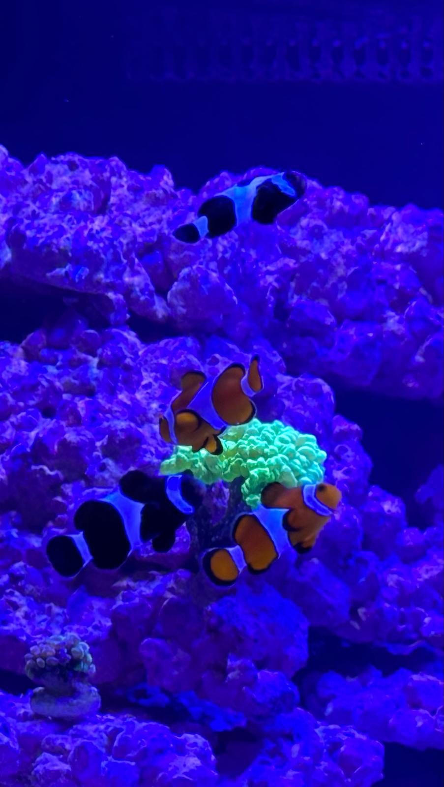 Wild Clown