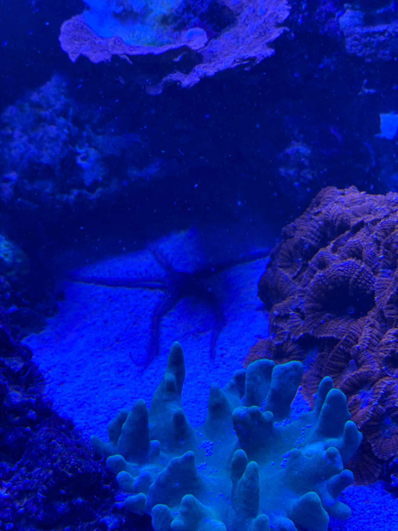 Brittle Star