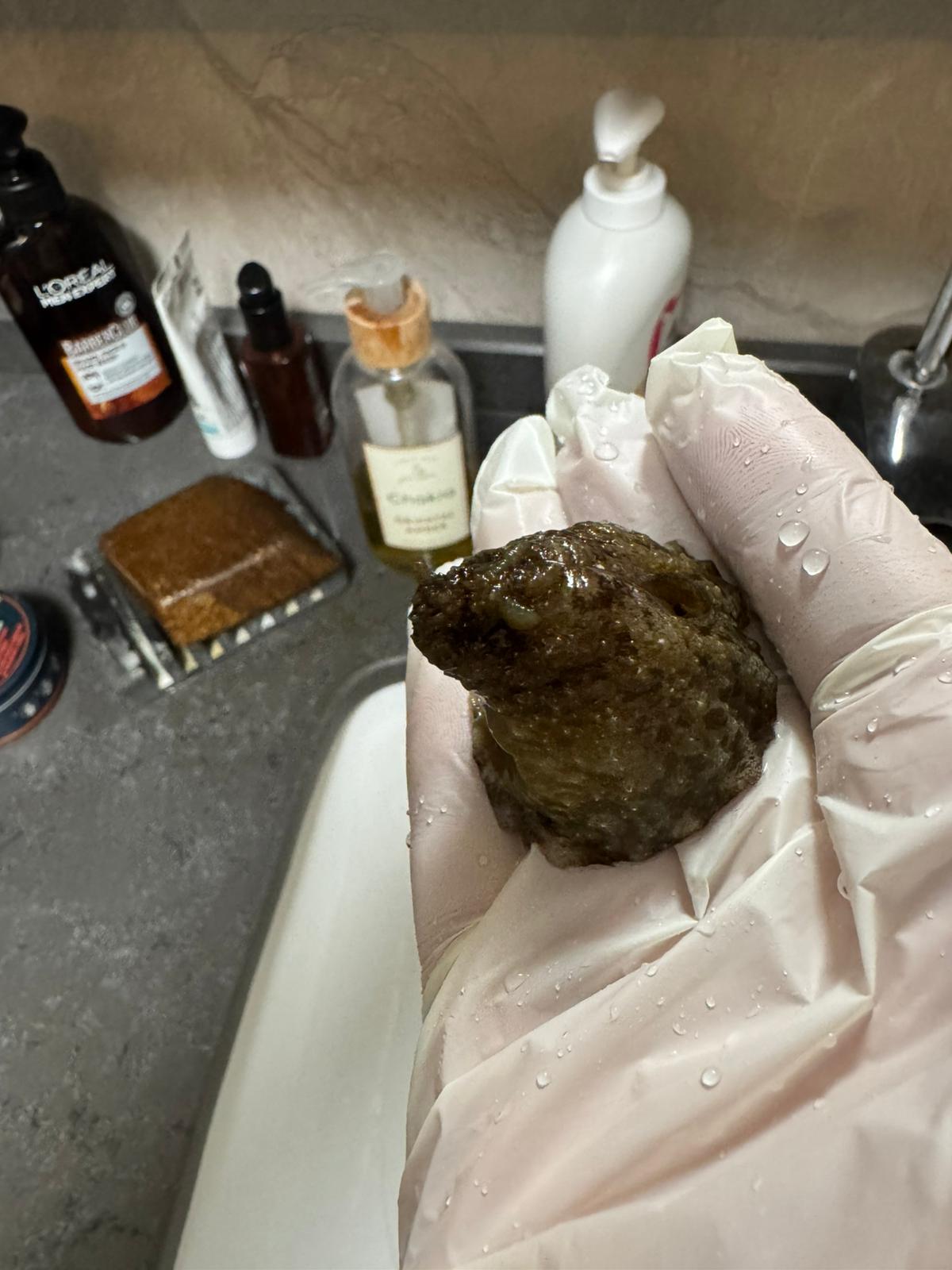 dolabella auricularia