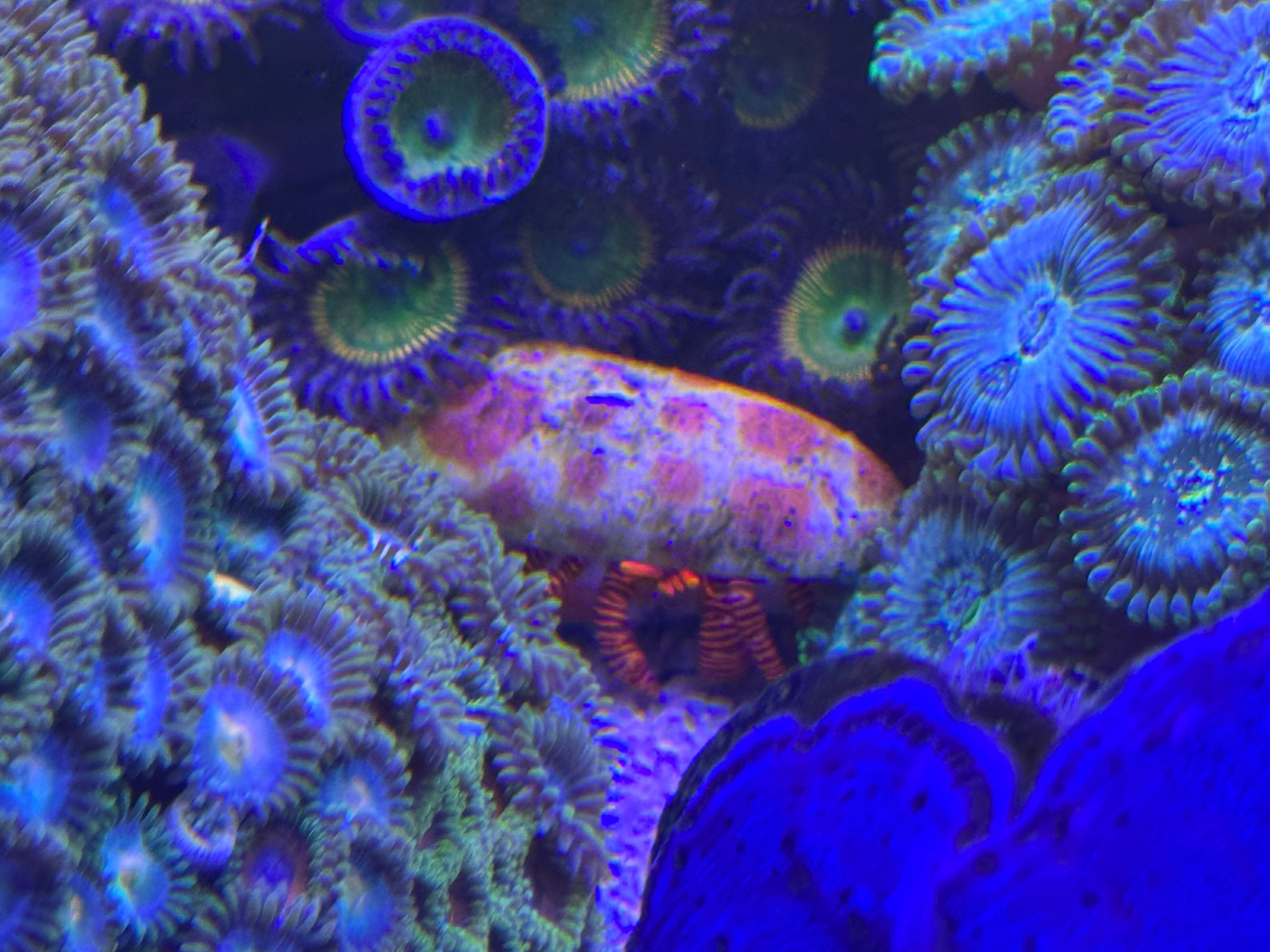 Halloween Hermit Crab