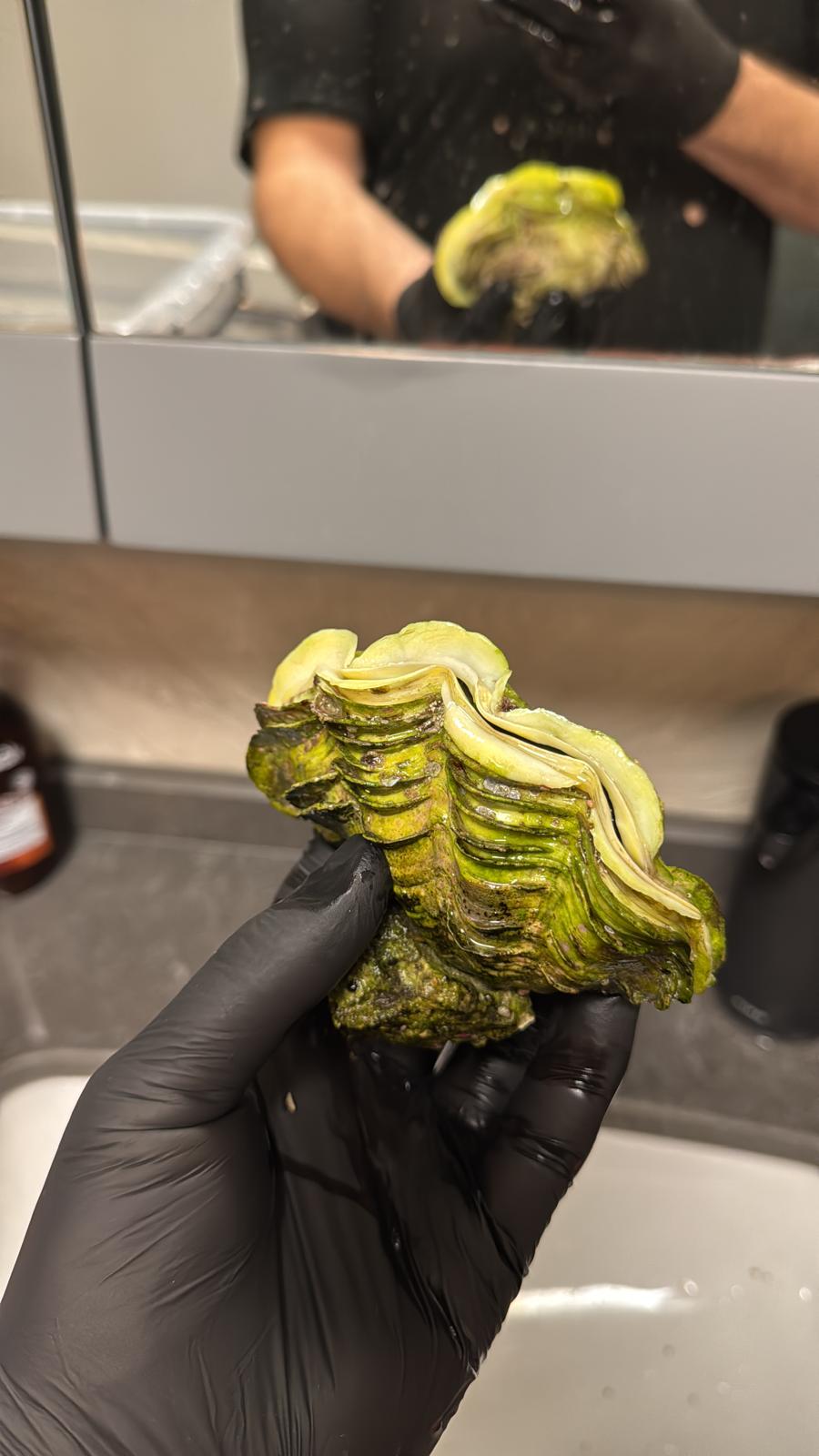 Maxima clam