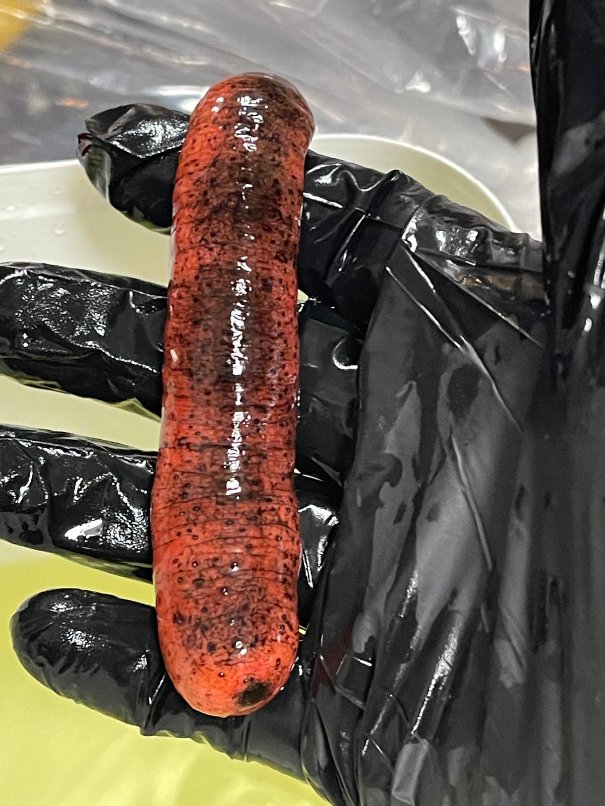 Pinkfish Sea Cucumber