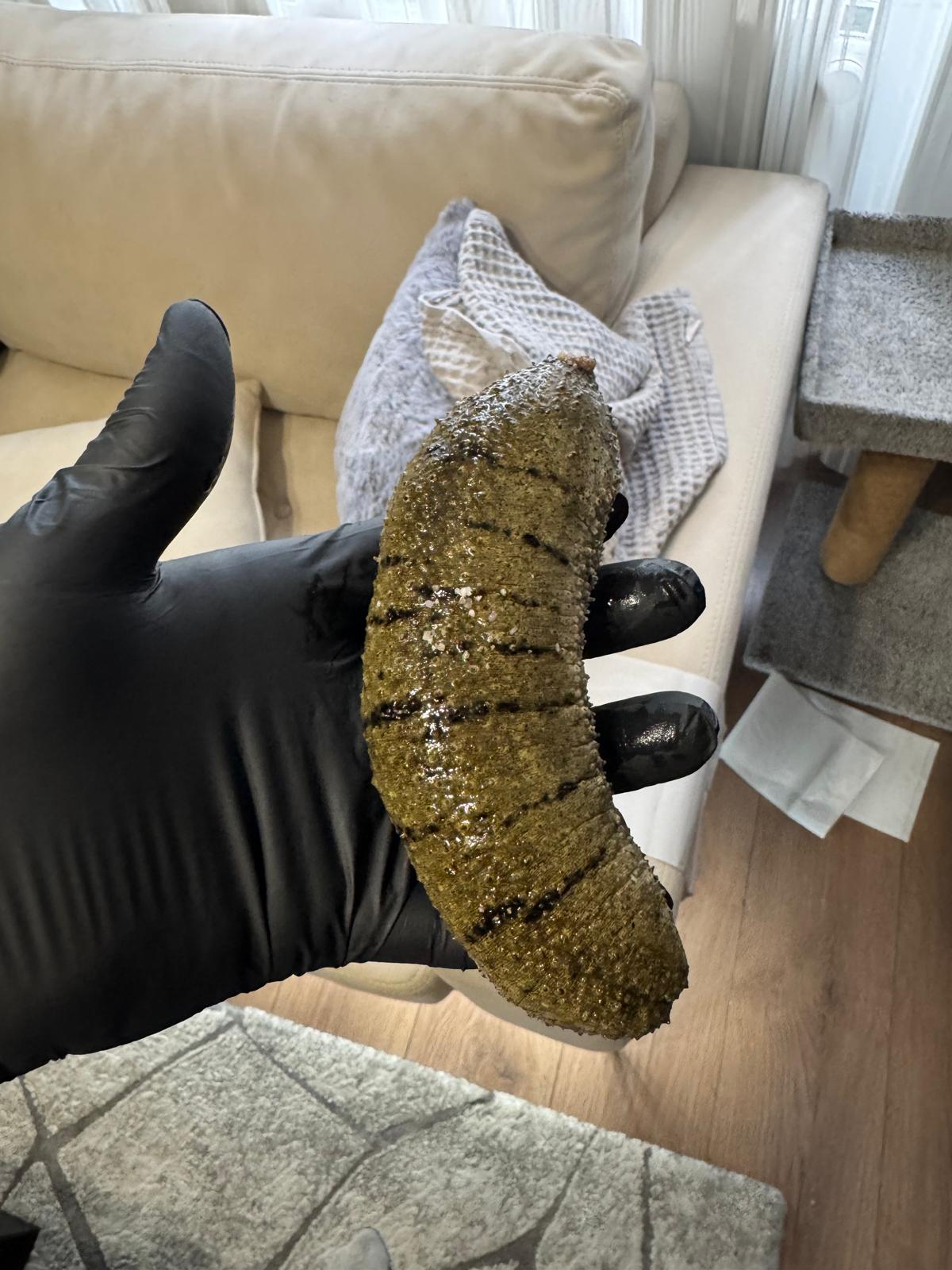 Tiger Cucumber